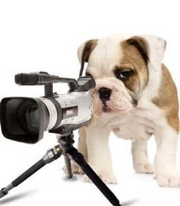 Dog Photographer