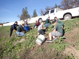 Group pulling weeds