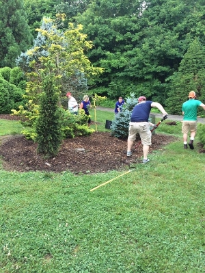 Mulching the Conifer Collection