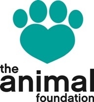 The Animal Foundation volunteer opportunities | VolunteerMatch