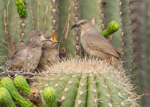 Curved-bill Thrasher Family