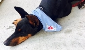 Addie: A Cornerstone Hospice & Palliative Therapy Dog