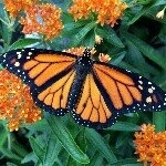 Monarch Butterfly on the trail