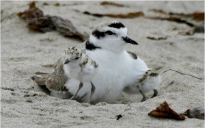 Plover and chicks