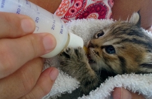 Bottle Feeding a Baby Kitten