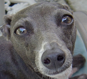 Gracie the Italian Greyhound-Rescued