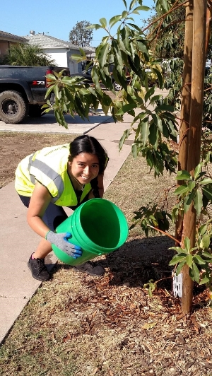 Tree Watering Volunteer