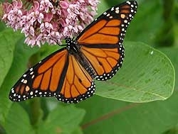 Milkweed and a monarch butterfly.
