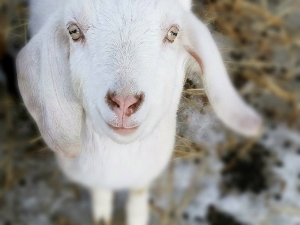 Casper The Friendly Goat