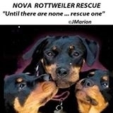 Homeless Rottweilers