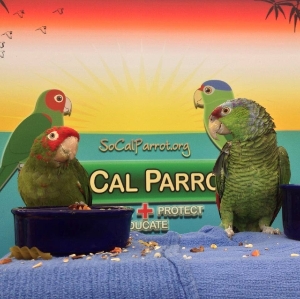 SoCal Parrot Ambassadors