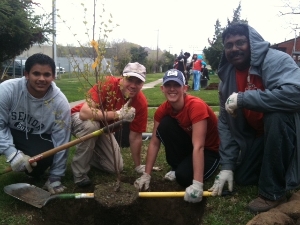 Volunteers at a school planting