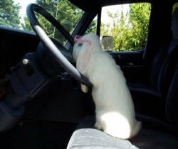 bunny_driving