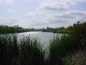 River Park Landscape