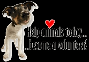 Help Animals Today... Become a Volunteer
