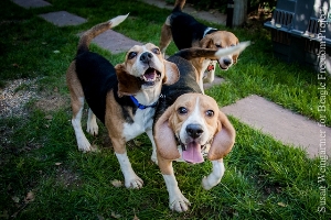 Happy Beagles