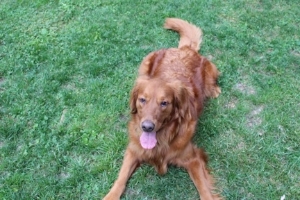 Woody adopted in 2013