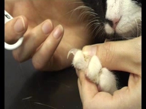 Feline Nail clipping