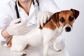 Dog getting vaccine