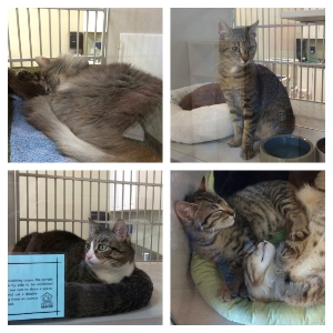Kitties for adoption