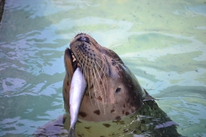 Seals at Marine Mammal Care Ctr
