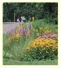 Bayscape gardens feature native plants that support wildlife