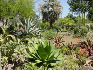 Aloes, Agaves and Palms at The Ruth Bancroft Garde