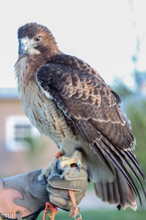 Freyja - Red Tailed Hawk
