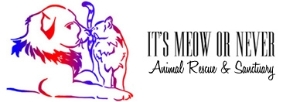 It's Meow or Never Animal Rescue