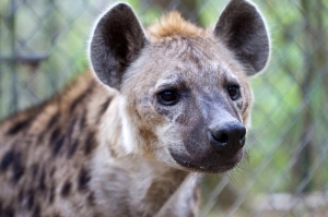 Sekani, spotted hyena