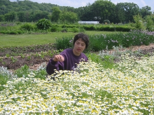 picking chamomile in the garden