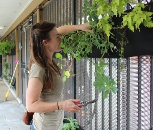 Helping with the vertical garden