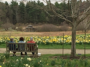 Daffodil Field at Tower Hill