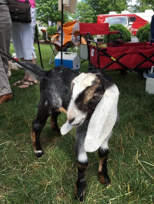 Sandburg Goats