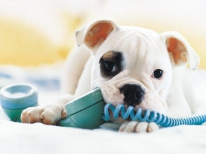 dog phone