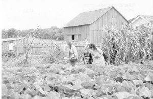 Pre-1860s Heirloom Vegetable Garden at Garfield
