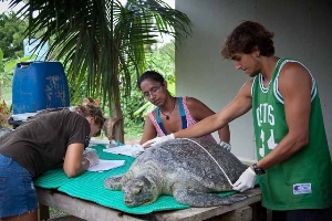 Give a Day Global - Sea Turtle Conservation (LAST)