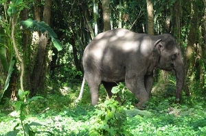 Elephants in Chiang Rai!