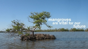 Mangrove, coastal photo