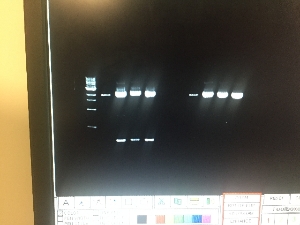 nice looking gel after PCR!