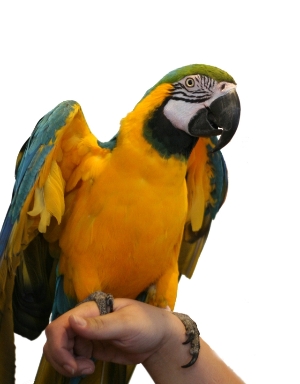 Parrot adoption, re-homing and Rehbilitation