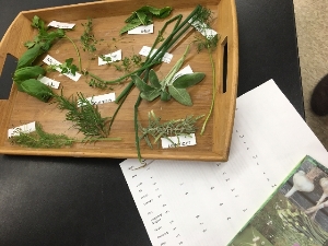 Middle School Herb Lesson