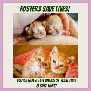 Fostering saves lives