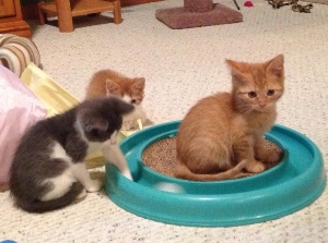 PPR foster kittens