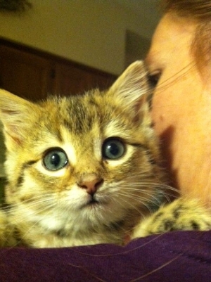 Baby Manx Foster Kitten