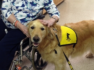 Cody the Therapy Dog