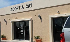 Adopt A Cat Shelter