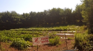 Food Bank Community Farm