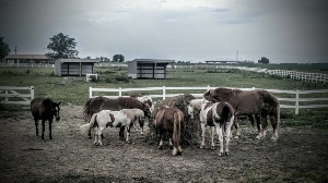 Our Herd