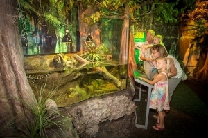 Alligator Tank in the Dalton Discovery Center